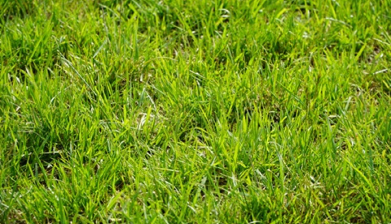 Nutrición efectiva y responsable de pasturas