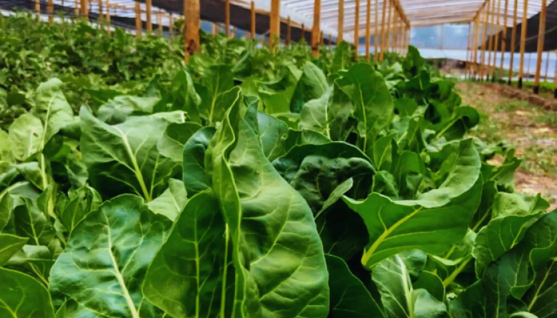 EL INTA presentó un Manual de Horticultura
