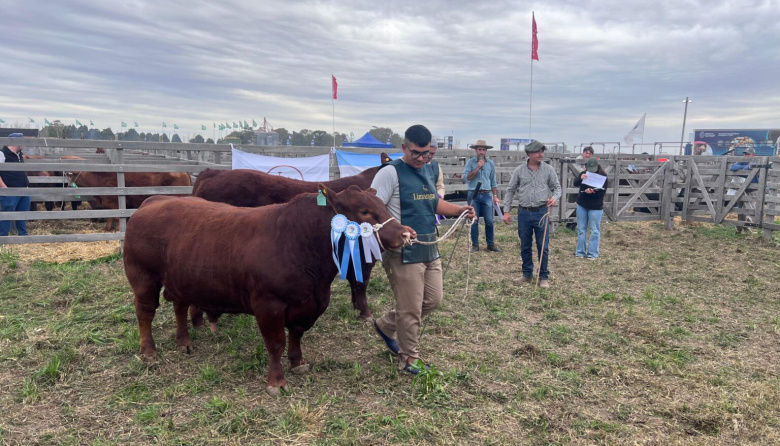 Limangus se lució en Agroactiva: «un toro bien de campo, funcional, que viene a venderse»