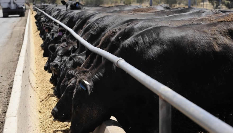 Los feedlots profesionales también aumentan la ocupación
