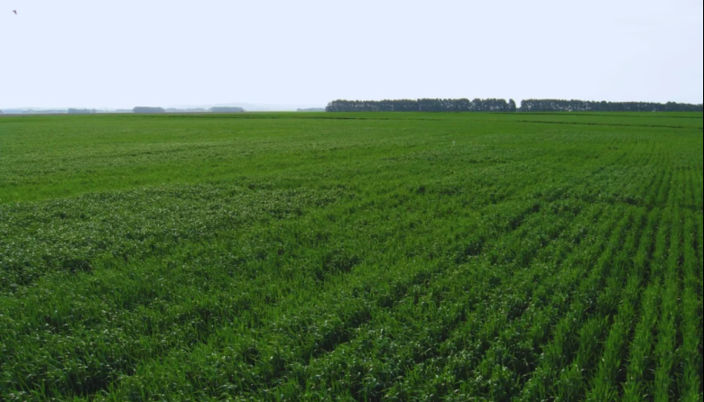 La nutrición impacta en el rendimiento y en la calidad del grano