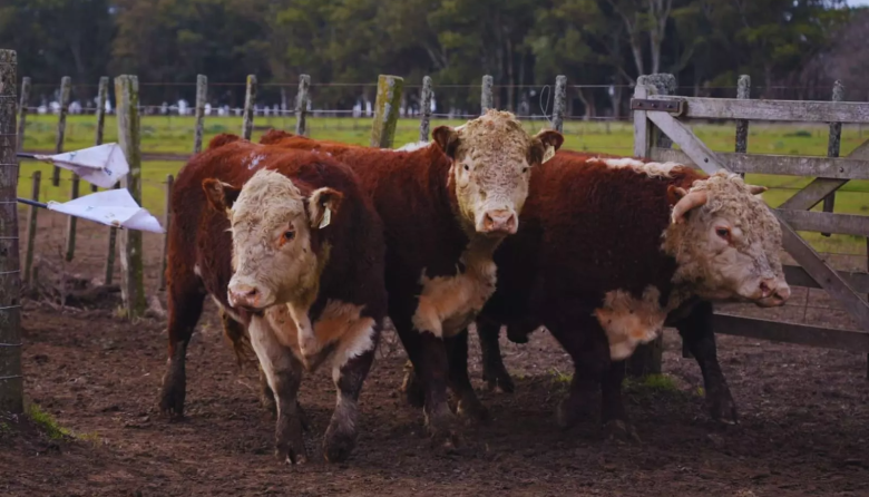 Toros Hereford a prueba: evalúan su desempeño en sistemas pastoriles