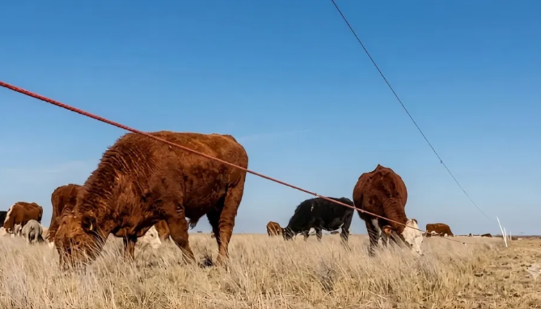 El sistema con que un productor ganadero «duplicó» su campo en la puerta de entrada a la Patagonia