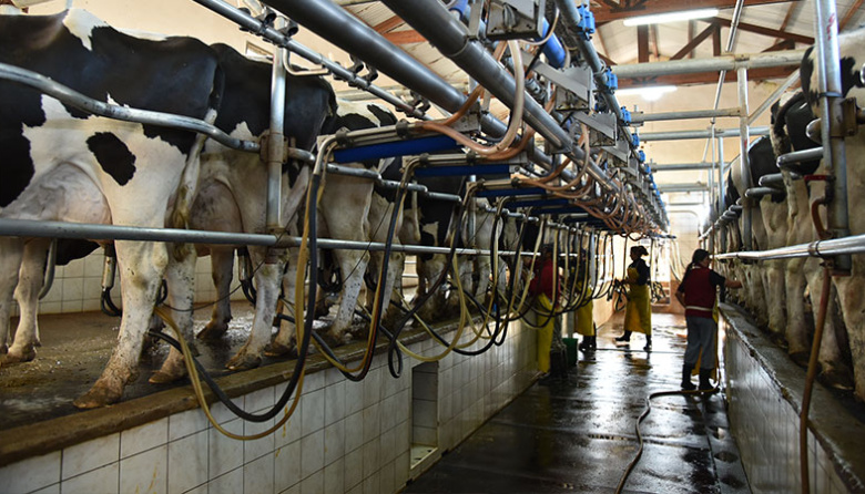 Buenos precios y alimentación más barata impulsan la recuperación de los tambos