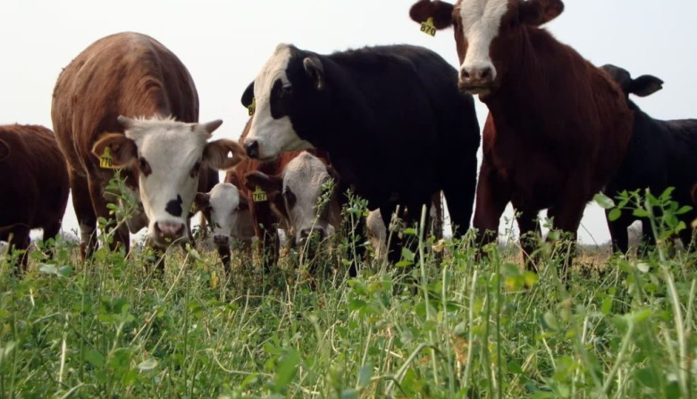Los sistemas integrados ganan terreno como respuesta a los límites de la agricultura tradicional