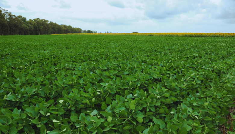El Niño abre una ventana de alta producción para el agro argentino