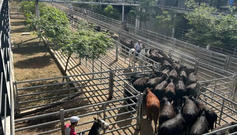 Vacunos: comenzó la semana con alzas en el Mercado Agroganadero de Cañuelas