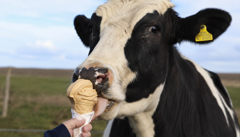 Detrás de un “Helado Grido” hay una fuerte apuesta a tambos con bienestar animal y Buenas Prácticas Climáticamente Inteligentes: «La calidad del helado comienza en la leche»