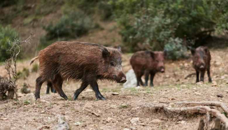 Carne de jabalí en Río Negro: qué cambia con el proyecto que busca abrir un nuevo mercado en la Patagonia