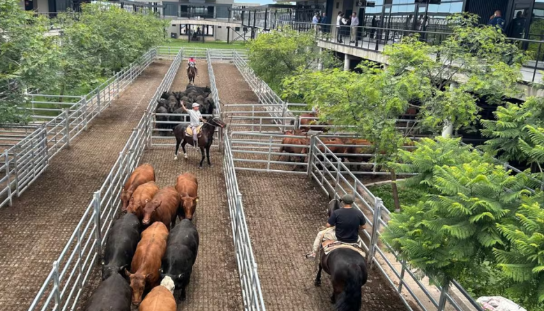 Vacunos: comenzó la semana con subas en el Mercado Agroganadero de Cañuelas
