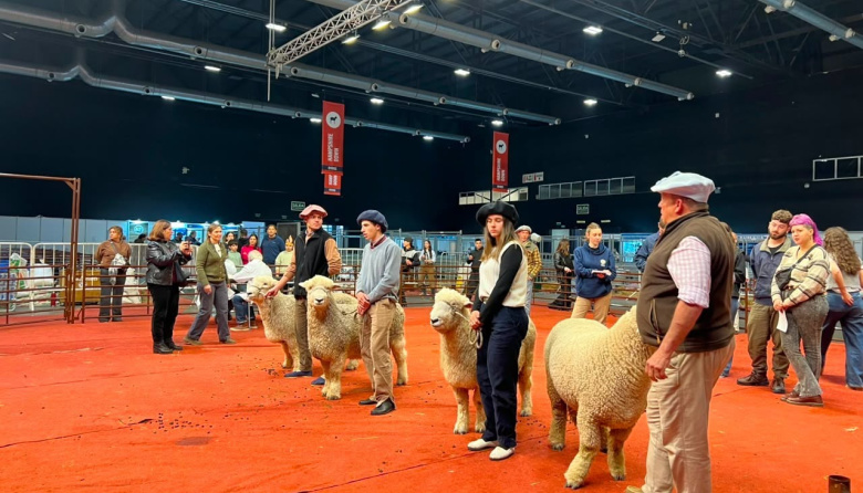 Con formación para jóvenes, la raza Romney Marsh abrió su participación en la Expo Rural 26