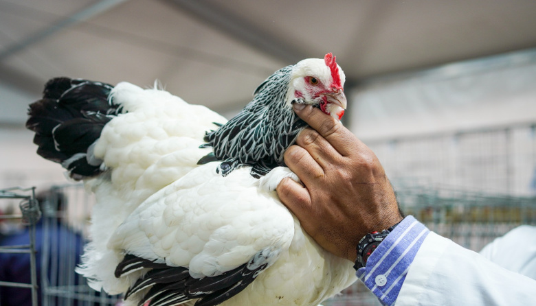 Luego de cuatro años sin participar, las aves regresaron a Palermo: “Le dan color y sonido al pabellón”
