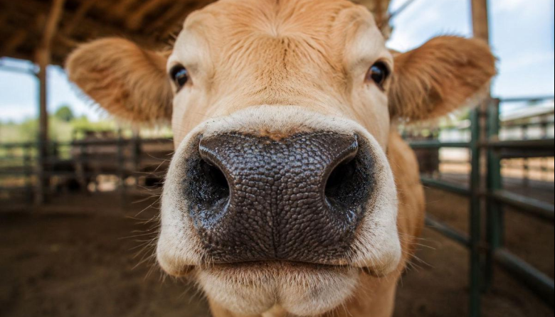 ID Animal: la startup que transforma la huella del morro bovino en garantía financiera