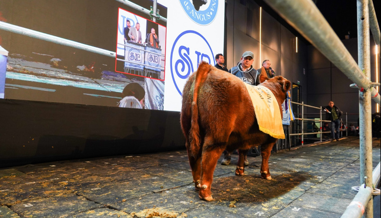 La genética Angus volvió a romper marcas: $81 millones por el 50% de un ternero colorado de la Patagonia
