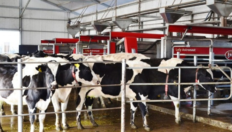 La producción de leche desaceleró su crecimiento en junio