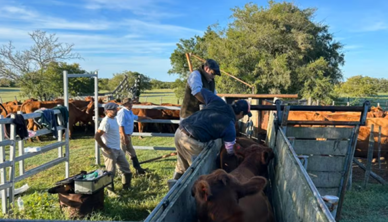 Ruralistas rechazaron el nuevo sistema de trazabilidad veterinaria del Senasa