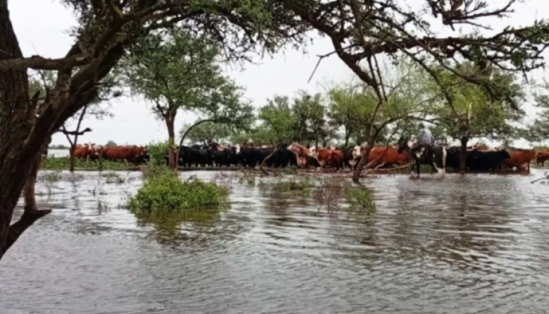 El Niño: recomiendan anticipar medidas en los sistemas ganaderos