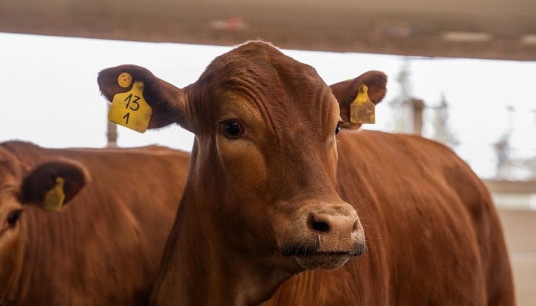 Del ojo del jurado al frigorífico: el Block Test que busca medir la calidad de la carne