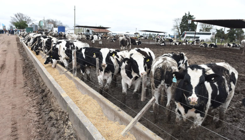 El Ipcva mostró cómo transformar el macho Holando en un negocio rentable para los tambos
