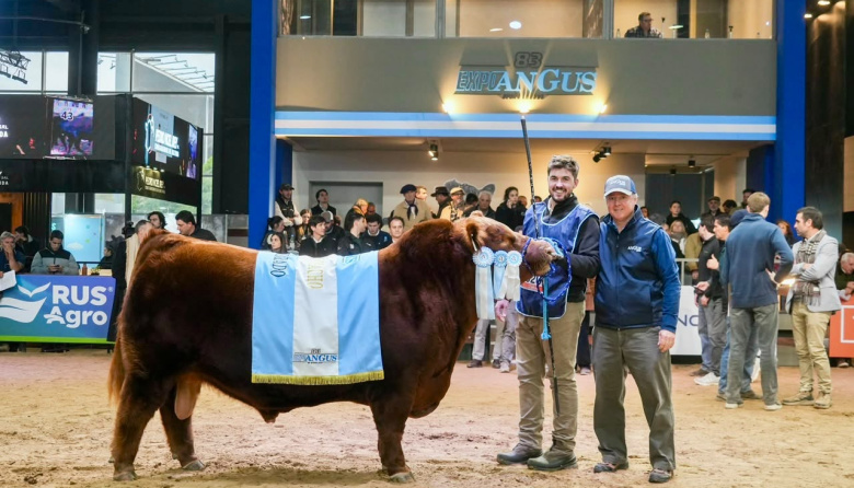 Histórico: Se vendió el 50 por ciento de un toro Angus en 300 millones de pesos