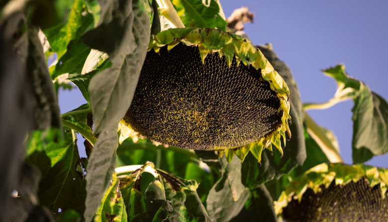 El agro se acercó a los US$32.000 millones y estos fueron los sectores que más crecieron