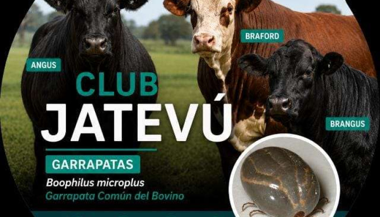 Controlar la garrapata puede sumar hasta 30 kilos de ternero al destete en un año