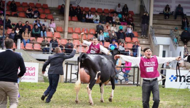 La mirada de un jurado estadounidense sobr las vacas lecheras argentinas