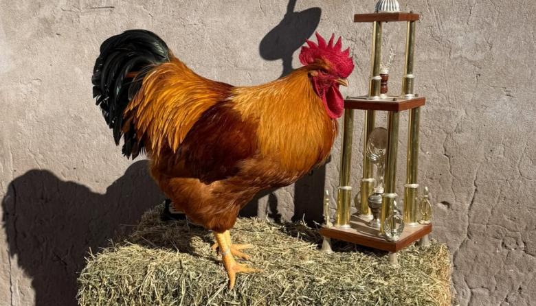 FINALIZÓ LA 151° EXPOSICIÓN DE AVES Y CONEJOS DE BAHÍA BLANCA