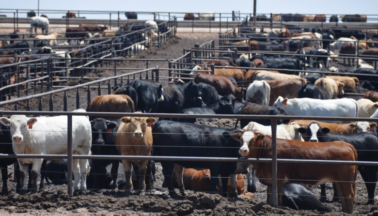 La inteligencia artificial empieza a meterse en los feedlots argentinos