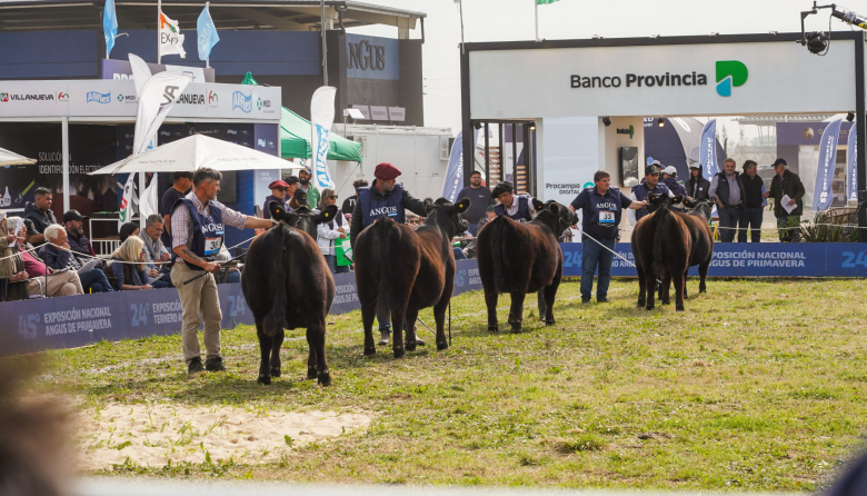 Cuenta regresiva para la Semana Angus de Primavera: lo mejor de la ganadería nacional estará en Cañuelas
