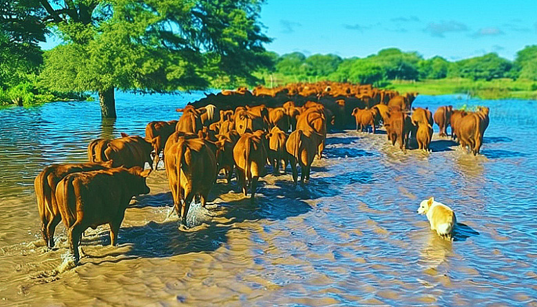Anticiparse al agua: las claves del INTA para preservar al rodeo