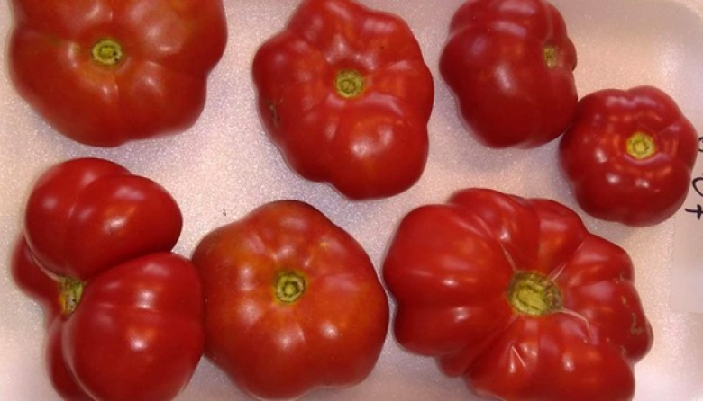 Recuperan casi 200 variedades criollas de tomate que estaban en bancos de germoplasma del exterior