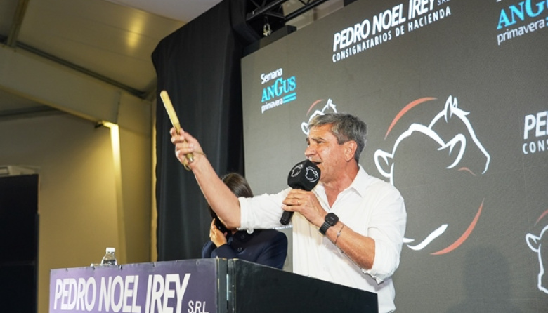 Pedro Noel Irey concretó un exitoso remate de 10.500 cabezas