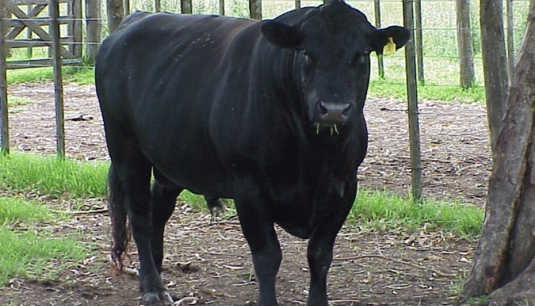 Desarrollo Agrario recuerda testear la sanidad los reproductores frente a la cercanía del período de entore de la vacas