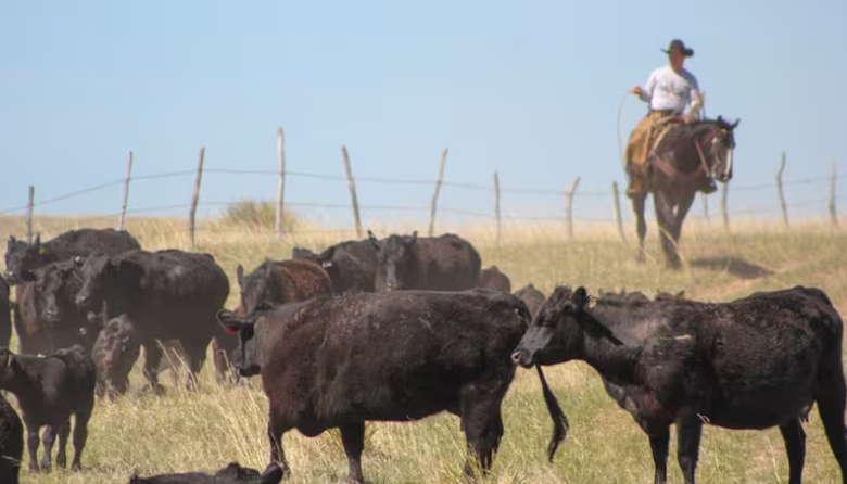 Alfredo Di Costanzo, de la Universidad de Minnesota, y un éxito de EE.UU. ahora bajo presión: productores de 80 años con 500 vacas sin herederos