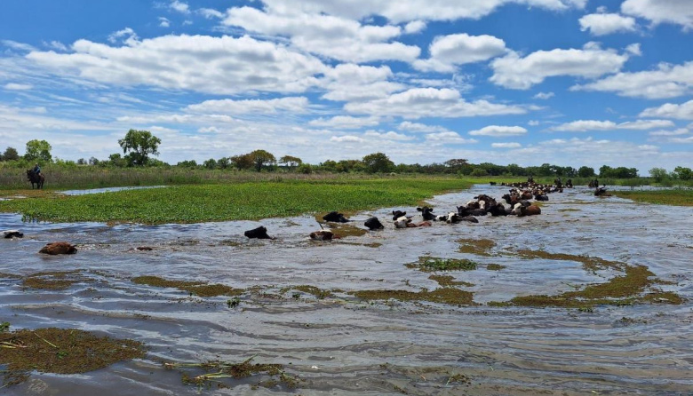 Corrientes: la crecida del Paraná obliga a evacuar casi 60.000 vacunos de las islas