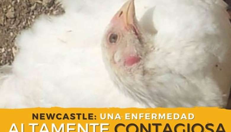 Newcastle en Brasil: Argentina restringió las importaciones aviares de una zona afectada