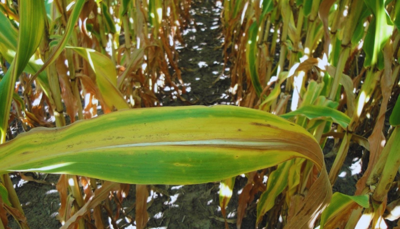 Cómo aprovechar la lluvia para potenciar los rindes