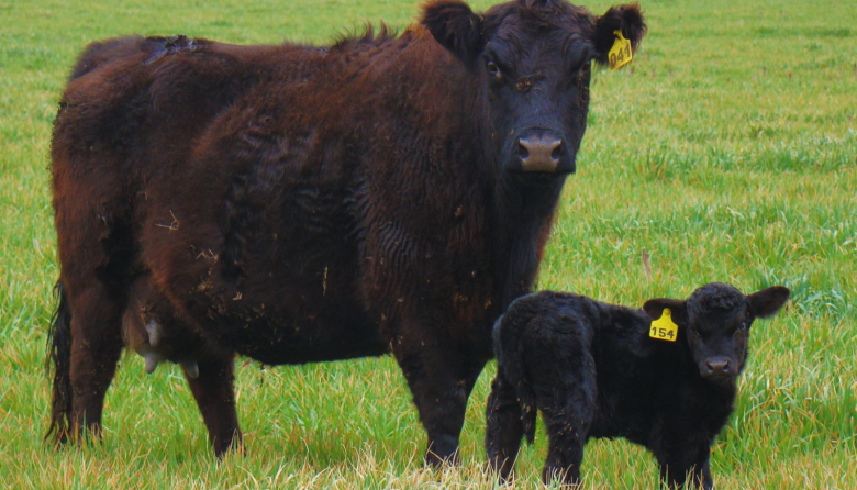 La nutrición de la vaca puede definir el futuro productivo del ternero