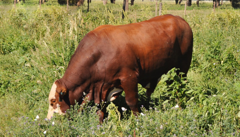 El INTA amplía la evaluación del bienestar animal en bovinos