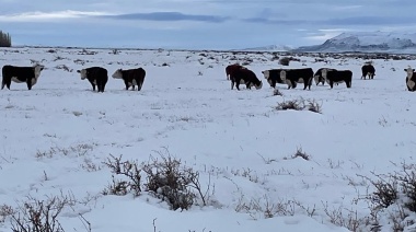 El cabañero que recorrió 2.000 kilómetros con sus animales para competir en la Rural pero ya no podrá regresarlos a su campo