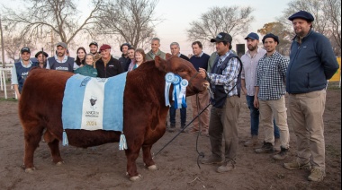 Angus hace historia en la Patagonia- Sesenta millones por el Gran Campeón de la Nacional Patagónica en Río Colorado