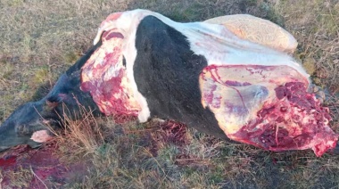 Indignado, un productor contó que los delincuentes le mataron una vaca de su hija-