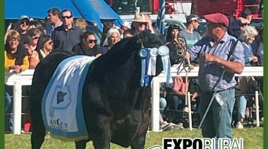 EXPO RURAL DE CORONEL SUAREZ 2024: El Gran Campeón Macho en Angus y Hereford fue para "La Tigra"