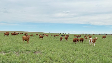 Implantación de pasturas: lo que hay que saber