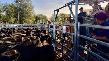 El primer remate de Terneras Angus Certificadas logró precios espectaculares