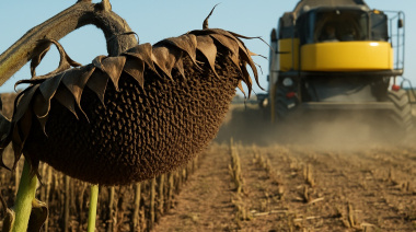 Cierre campaña de girasol 24/25
