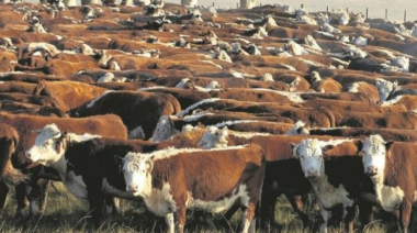 De la Garma: Productor agropecuario denunció el faltante de 57 vacunos de su campo