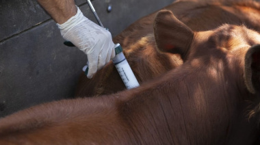 Voces a favor, en contra e intermedias sobre la desregulación de la vacuna antiaftosa y otros productos veterinarios importados