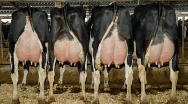 La vaca del futuro: El colombiano Juan Moreno, una estrella de la genética bovina global, alienta a tomar mejores decisiones desde la próxima inseminación
